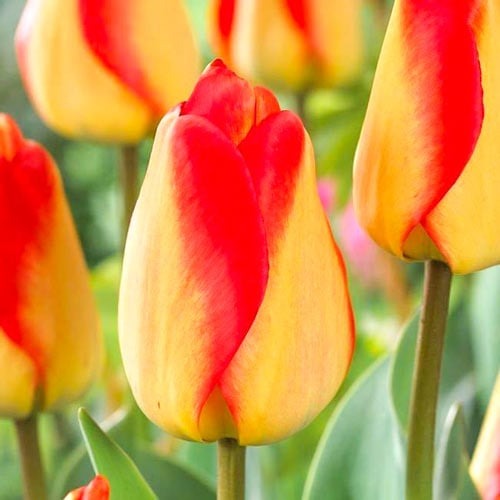 Тюльпан Дарвіна American Dream артикул фото 1 Тюльпан Дарвіна American Dream зображення 1 артикул 68026