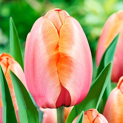 Тюльпан Дарвіна Apricot Impression зображення 1 артикул 67687