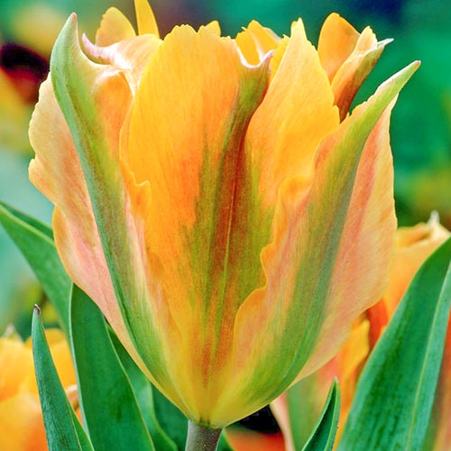 Тюльпан Артист, луковицы рисунок 1 артикул 67688