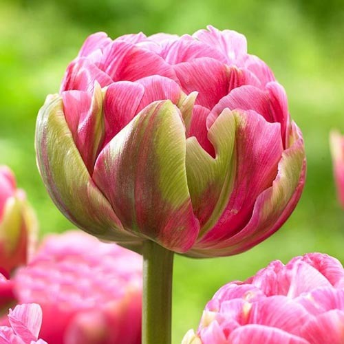 Тюльпан махровый Авейрон рисунок 1 артикул 68075