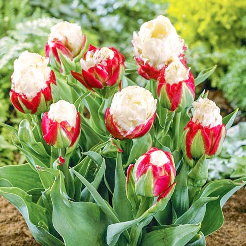 Тюльпан Айс Крим, цибулини зображення 2 артикул 68120