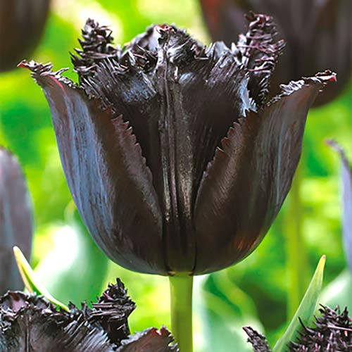 Тюльпан бахромчастий Блек артикул фото 1 Тюльпан бахромчастий Блек зображення 1 артикул 68988