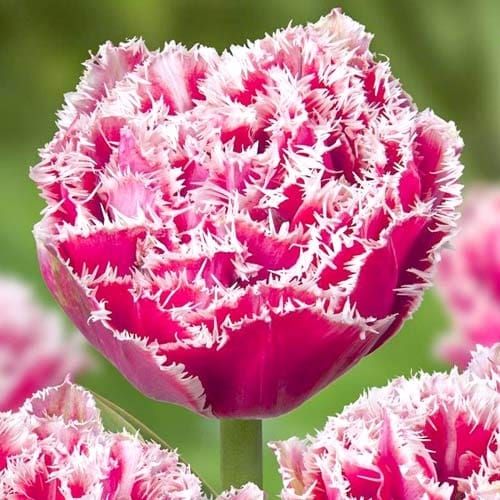 Тюльпан бахромчатый Брест рисунок 1 артикул 68076