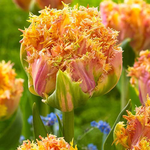 Тюльпан бахромчатый Эсприт рисунок 1 артикул 68029