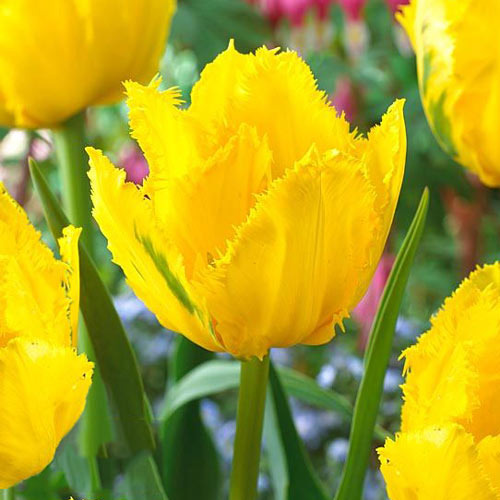 Тюльпан бахромчастий Кріспі Мері зображення 1 артикул 68104