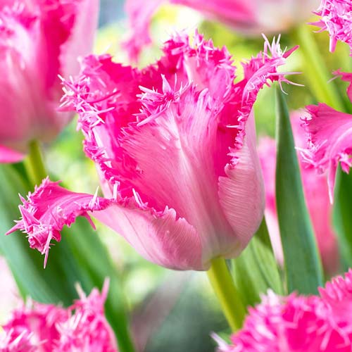 Тюльпан бахромчатый Сантандер артикул фото 1 Тюльпан бахромчатый Сантандер рисунок 1 артикул 67474