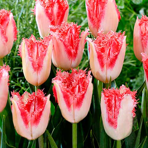 Тюльпан бахромчатый Свит Симон рисунок 1 артикул 68989