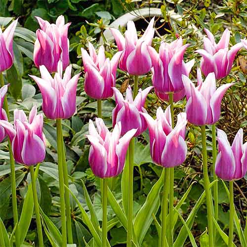 Тюльпан Баллада, луковицы рисунок 1 артикул 67689