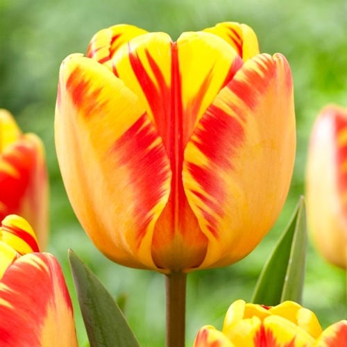 Тюльпан Дарвіна Banja Luka зображення 1 артикул 68103