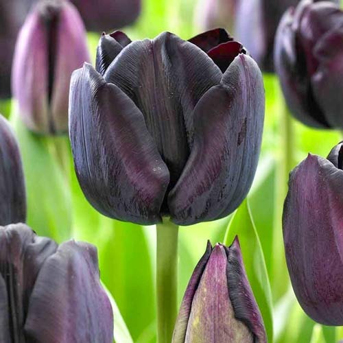 Тюльпан Триумф Блэк Джек рисунок 1 артикул 67839