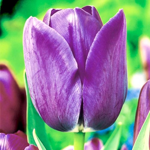 Тюльпан Тріумф Blue Amaible артикул фото 1 Тюльпан Тріумф Blue Amaible зображення 1 артикул 67705
