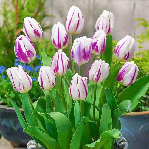 Тюльпан Триумф Блю Флэминг, микс рисунок 1 артикул 68030