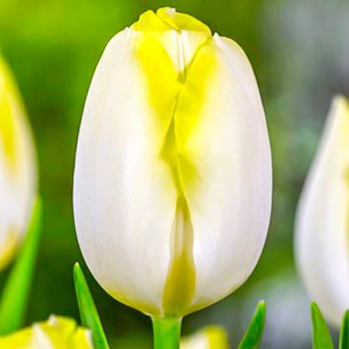Тюльпан Тріумф Bolroyal Silver зображення 1 артикул 67706