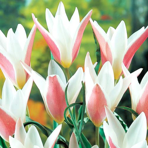 Тюльпан ботанический Леди Джейн рисунок 1 артикул 67498