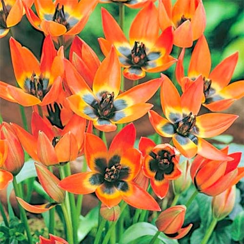 Тюльпан ботанічний Little Princess зображення 1 артикул 70295