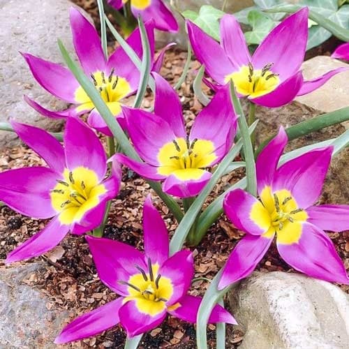 Тюльпан ботанический Одалиск рисунок 1 артикул 68079