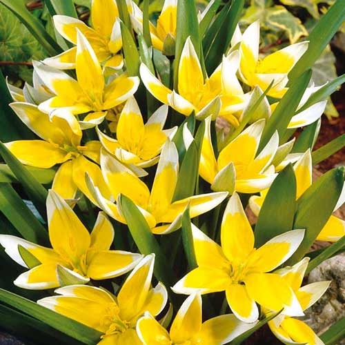 Тюльпан ботанічний Tarda зображення 1 артикул 70296