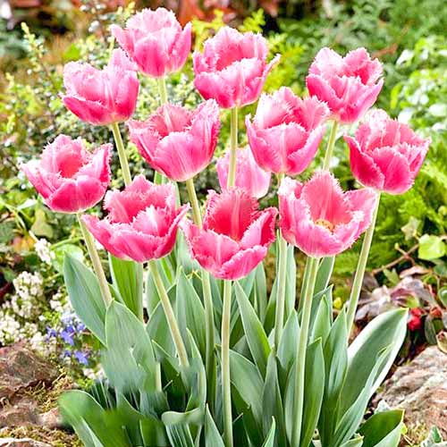 Тюльпан бахромчатый Даллас рисунок 1 артикул 67694