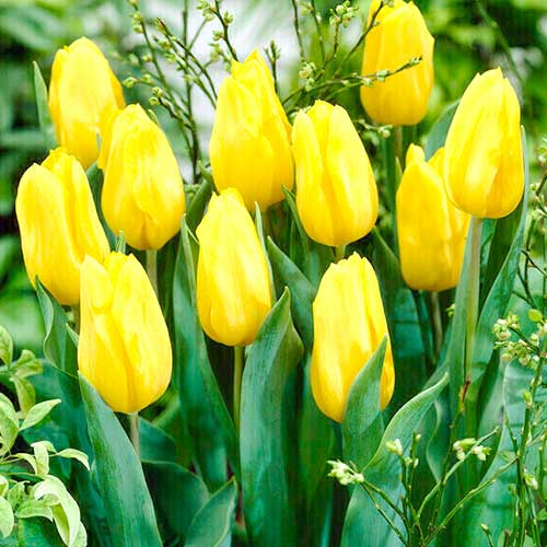 Тюльпан Дарвина Голден Оксфорд артикул фото 1 Тюльпан Дарвина Голден Оксфорд рисунок 1 артикул 70248