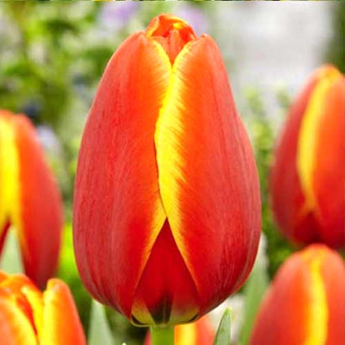 Тюльпан Дарвина Ворлдс Фэйворит артикул фото 1 Тюльпан Дарвина Ворлдс Фэйворит рисунок 1 артикул 70297