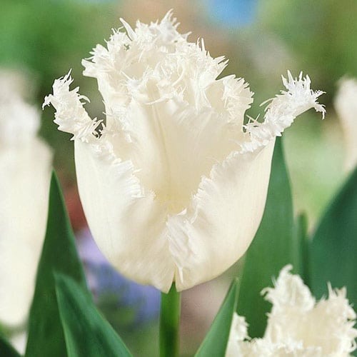 Тюльпан бахромчастий Daytona зображення 1 артикул 67723