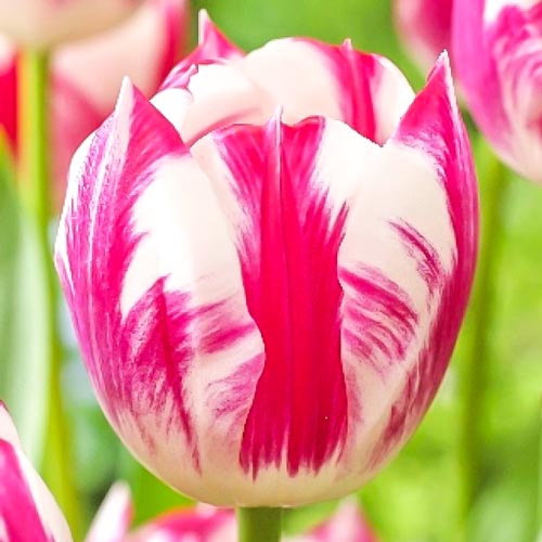 Тюльпан Триумф Ди Ди рисунок 1 артикул 68082