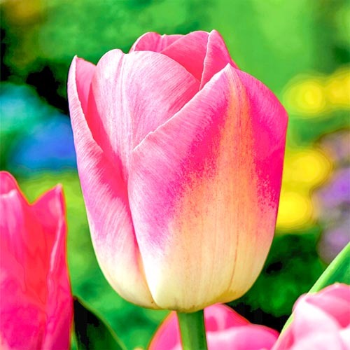 Тюльпан Триумф Династия рисунок 1 артикул 68034