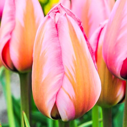 Тюльпан Дарвіна Design Impression зображення 1 артикул 67728