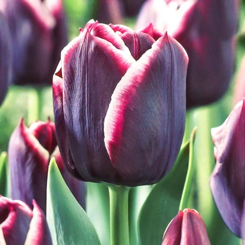 Тюльпан Тріумф Темно-фіолетовий зображення 1 артикул 67727