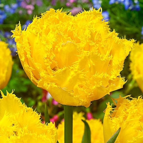 Тюльпан бахромчатый Экзотик Сан рисунок 1 артикул 67698