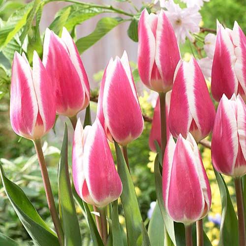 Тюльпан Триумф Эрли Сюрпрайз артикул фото 1 Тюльпан Триумф Эрли Сюрпрайз рисунок 1 артикул 68115