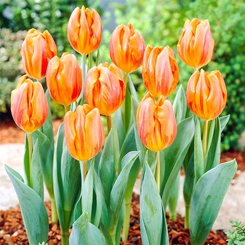 Тюльпан Эрмитаж рисунок 1 артикул 67868