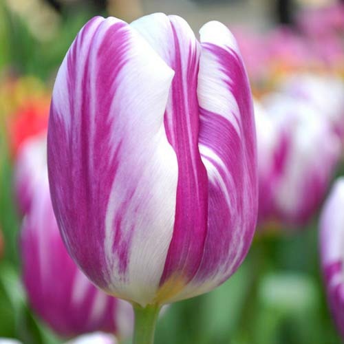 Тюльпан Тріумф Flaming Flag зображення 1 артикул 68113