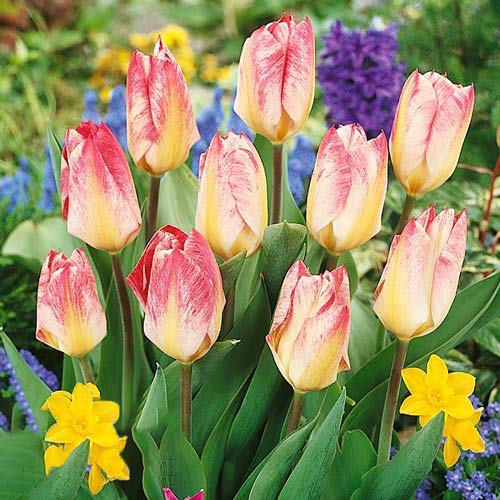 Тюльпан Фостера Флемінг Пуріссіма артикул фото 1 Тюльпан Фостера Флемінг Пуріссіма зображення 1 артикул 68047