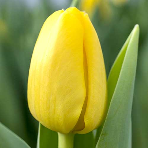 Тюльпан Фостера Истер Мун рисунок 1 артикул 70249