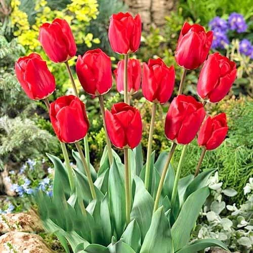 Тюльпан Дарвина Фостери Кинг рисунок 1 артикул 67856