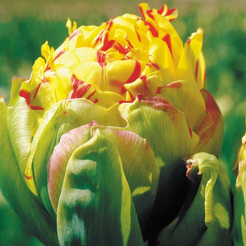 Тюльпан махровый Фрейджюс рисунок 1 артикул 68089