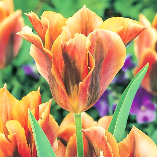 Тюльпан зеленоцветный Голден Артист рисунок 1 артикул 68032