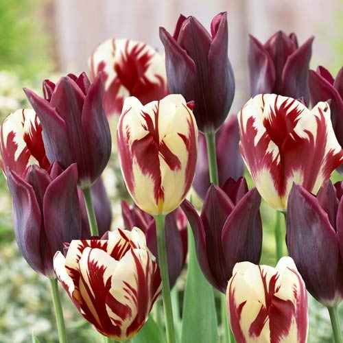 Тюльпан Тріумф Grand Velvet зображення 1 артикул 68033