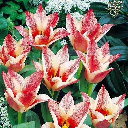 Тюльпан Грейга Czaar Peter артикул фото 1 Тюльпан Грейга Czaar Peter зображення 1 артикул 70266