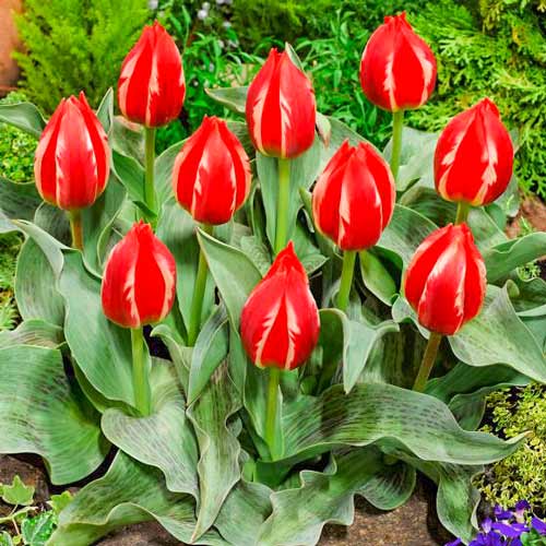 Тюльпан Грейга Френдли Файер артикул фото 1 Тюльпан Грейга Френдли Файер рисунок 1 артикул 70264