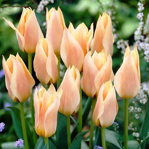 Тюльпан Грейга Фур Элиз рисунок 1 артикул 70265