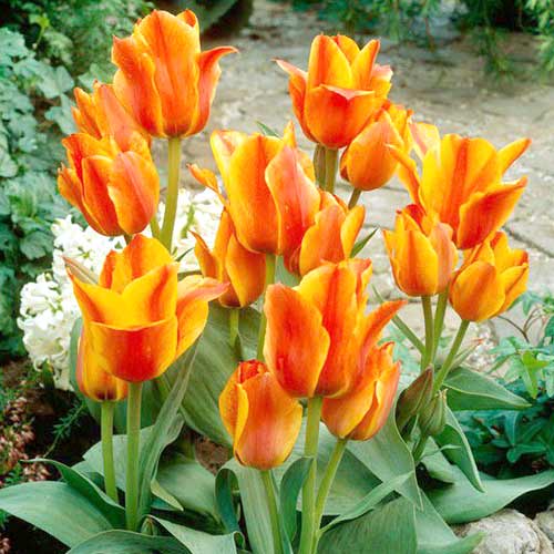 Тюльпан Грейга Компостелла, цибулини зображення 1 артикул 70300