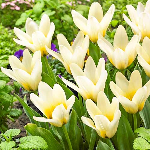 Тюльпан Грейга Концерто, луковицы артикул фото 1 Тюльпан Грейга Концерто, луковицы рисунок 1 артикул 70301