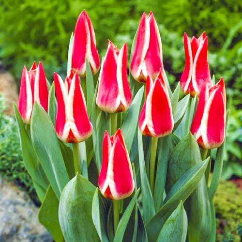 Тюльпан Грейга Пиноккио артикул фото 1 Тюльпан Грейга Пиноккио рисунок 1 артикул 70306