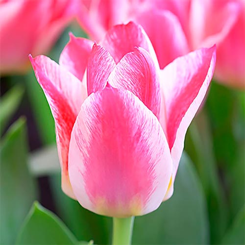 Тюльпан Грейга Хэппи рисунок 1 артикул 68081