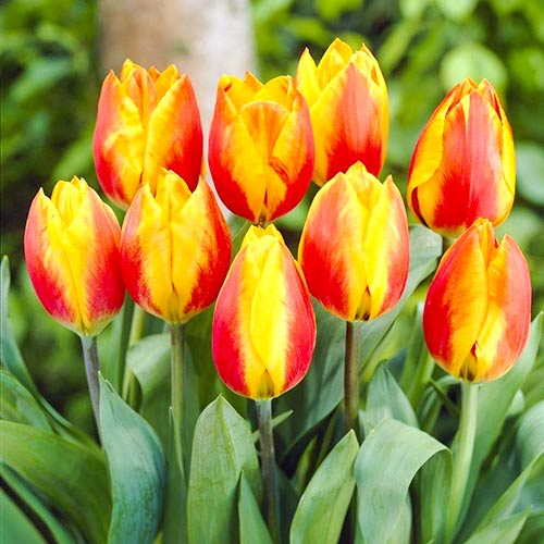 Тюльпан Хит Парад рисунок 1 артикул 67860