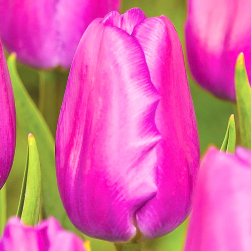 Тюльпан Холланд Бьюти рисунок 1 артикул 67861