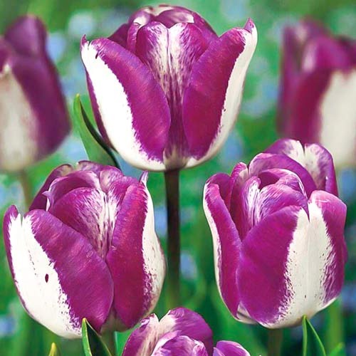 Тюльпан Тріумф Hotpants зображення 1 артикул 68090