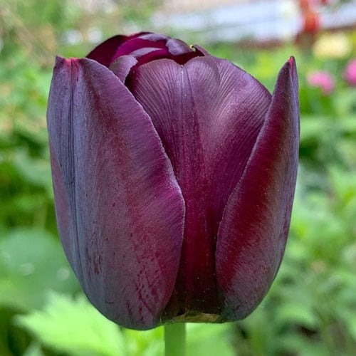 Тюльпан Cafe Noir зображення 1 артикул 67739